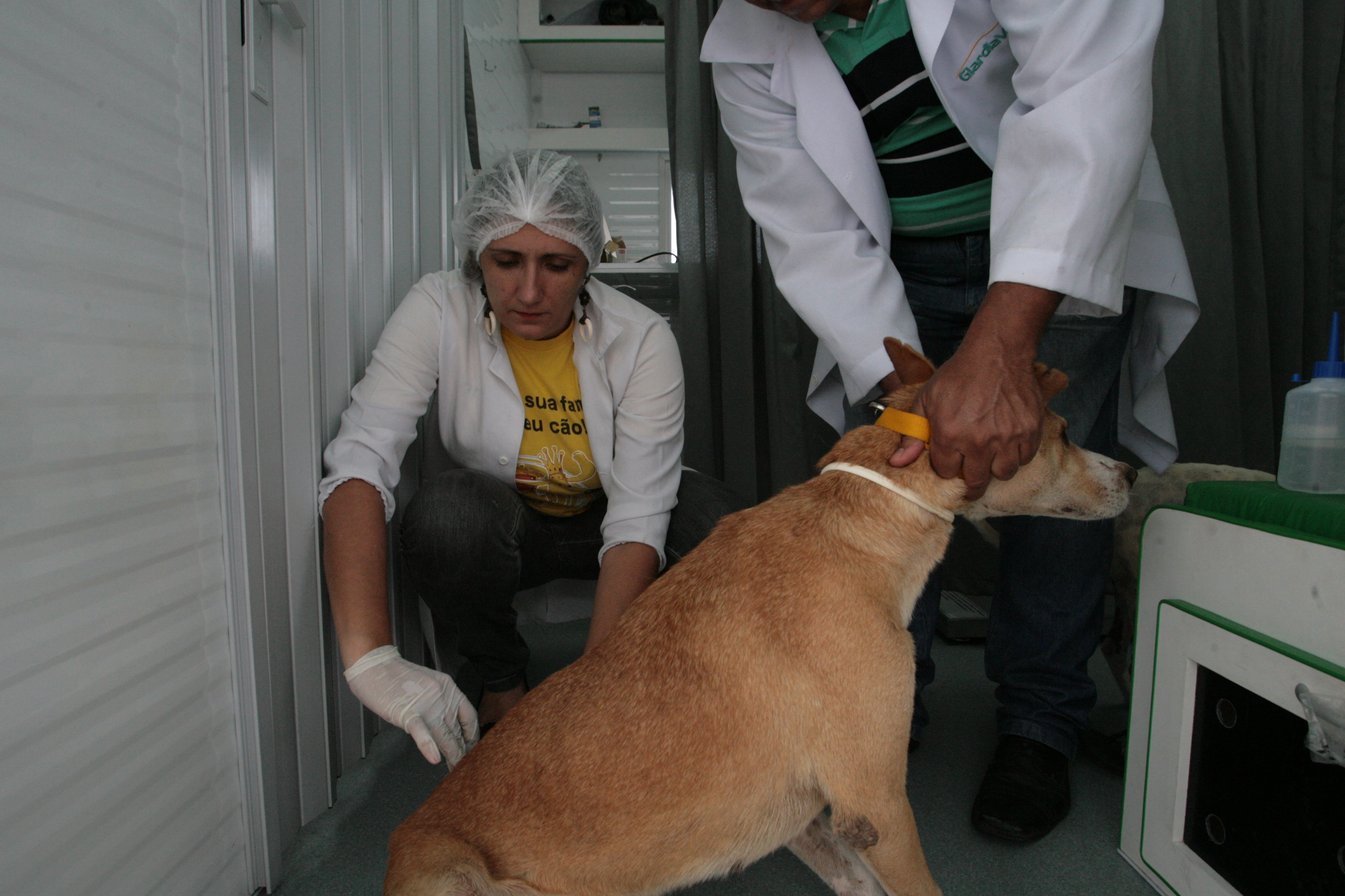 cachorro sendo vacinado